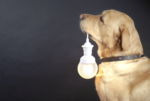 Collares luminosos para perros callejeros: descubre este proyecto