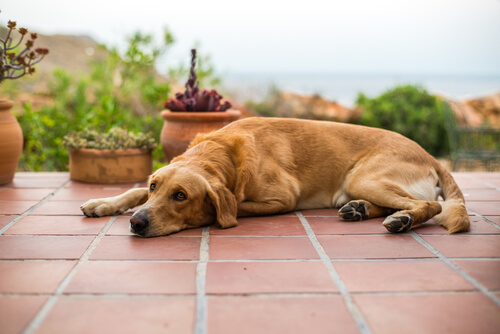 Vómitos marrones en perros: todo lo que debes saber