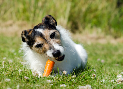 A Jack Russell Terrier eating a carrot.