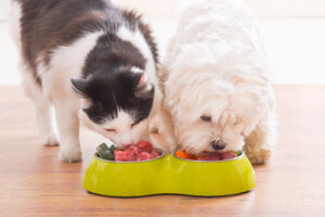 Diferencias en la alimentación de gatos y perros