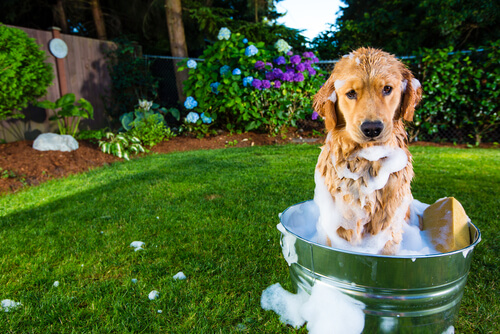 Cómo bañar a tu perro