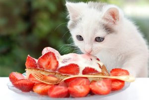 4 recetas de postres caseros para gatos