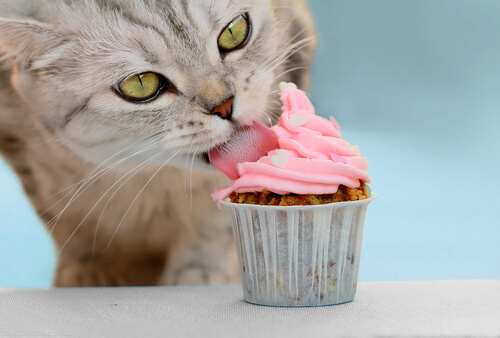 Cómo hacer helado para gatos