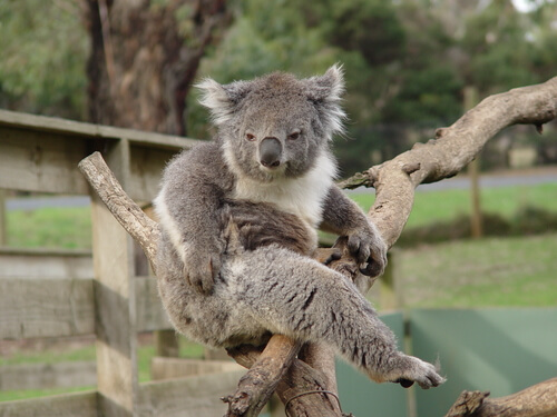 Comportamiento del koala