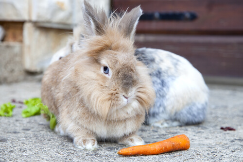 Conejo cabeza de león con una zanahoria