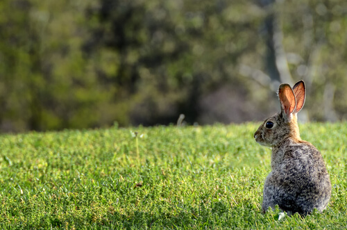 Conejo europeo en Australia: especie invasora