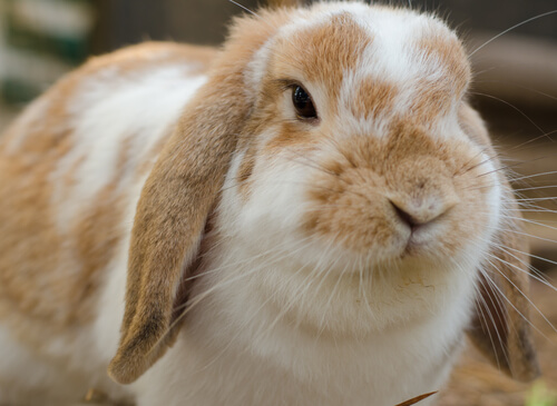 ¿Cuántos tipos de conejos domésticos existen?