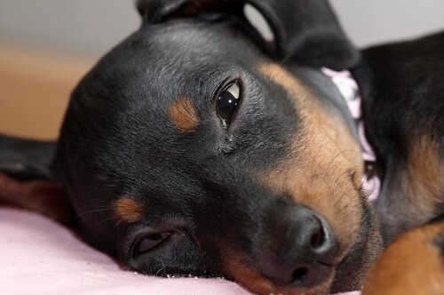 Conjuntivitis en perros: colirio