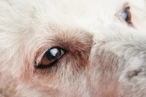 Primeros síntomas de conjuntivitis en perros y qué hacer