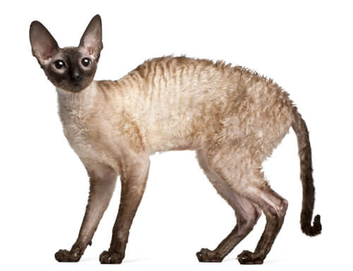 Cornish rex: cuidados