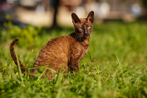 Cornish rex: origen