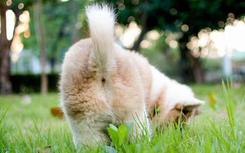 Cuando un perro mueve la cola, ¿qué significa?