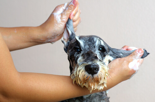 Cómo eliminar la peste a perro mojado