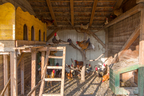 Cuidados del gallinero