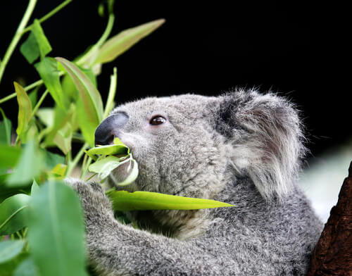 Un koala qui mange une plante.