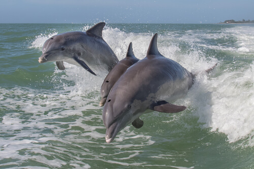 Leaping marine dolphins.