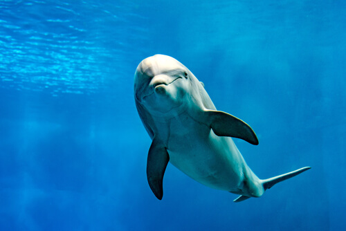 El delfín mular, el más inteligente