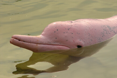 Delfín rosado del Amazonas: características