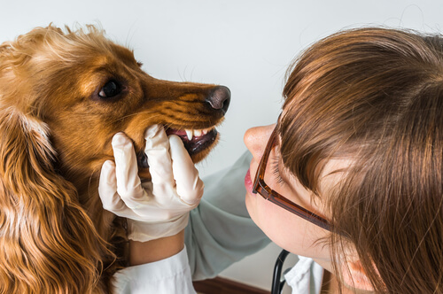 ¿Existen los dentistas para perros?
