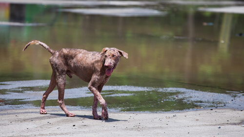 Dermatitis en perros: remedios