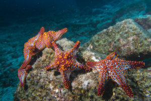 Las características de la estrella de mar