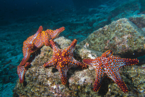 Las características de la estrella de mar