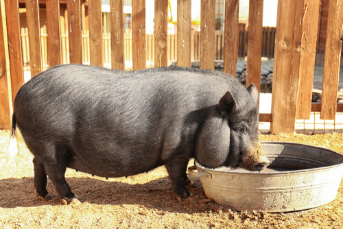 Dieta del cerdo vietnamita