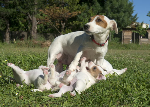 Embarazo y parto de los perros