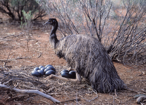 Emu