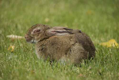 Enfermedad del conejo