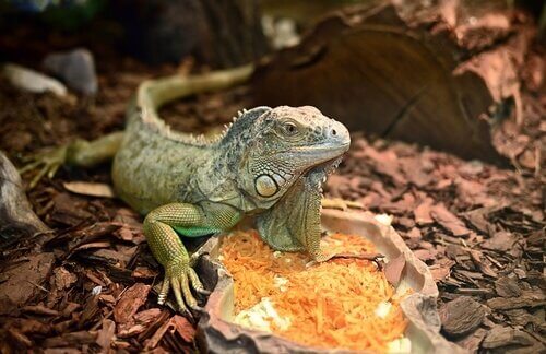 Enfermedades de las iguana