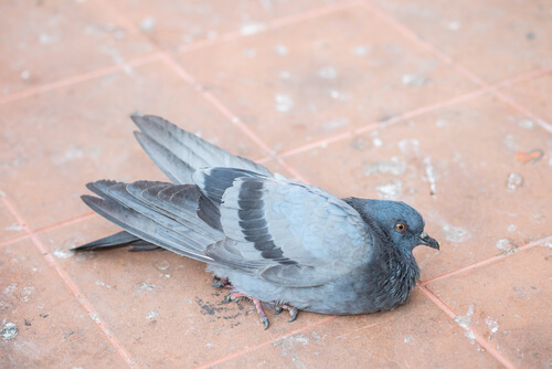 enfermedades que sufren las palomas