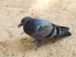 Enfermedades que padecen las palomas