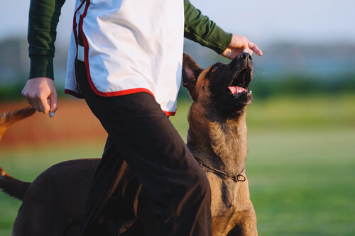 Entrenamiento del pastor belga malinois