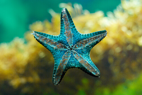 Estrella de mar: fragmentación