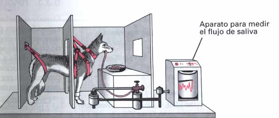 Experimento de salivación de Ivan Pavlov