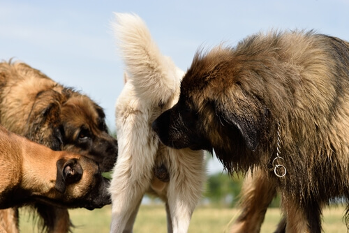 Feromonas sintéticas para perros: usos y fiabilidad