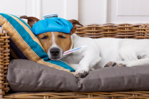Cómo medir la temperatura a un perro