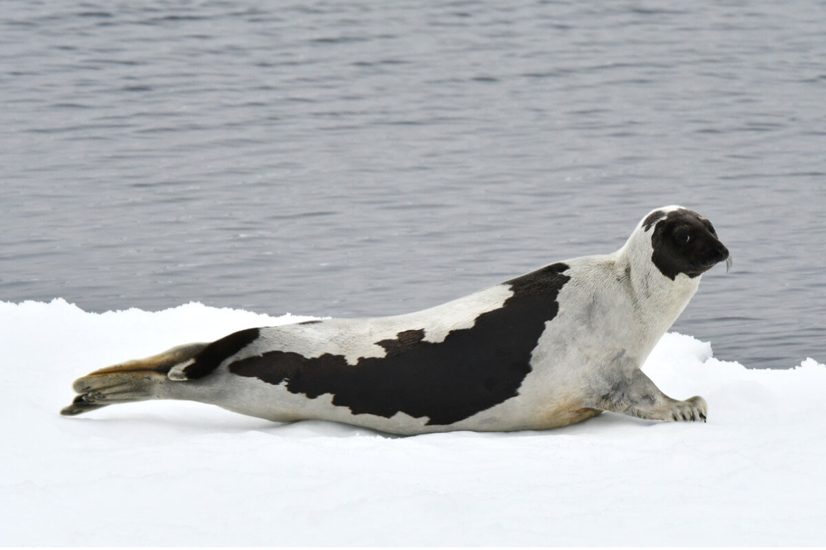 Uno de los animales que viven en la nieve.