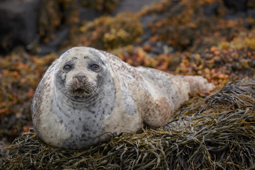 Foca común: hábitat