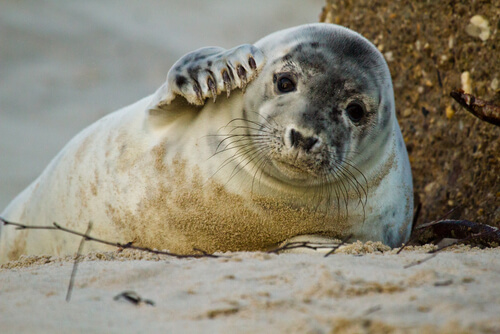 Foca gris: características