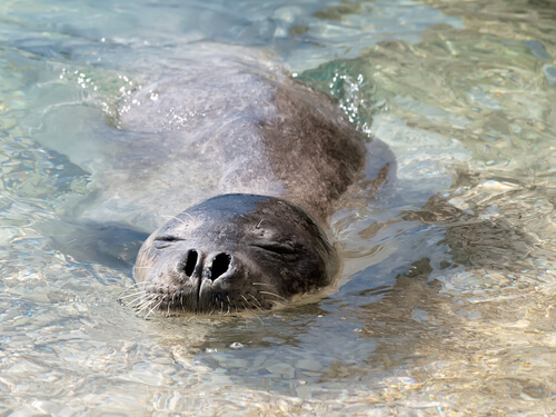 Foca monje del Mediterráneo: peligro de extinción