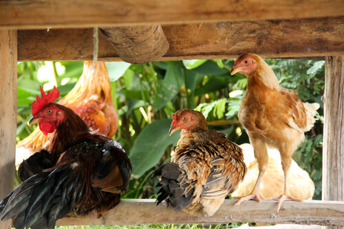 Función del gallo en el gallinero