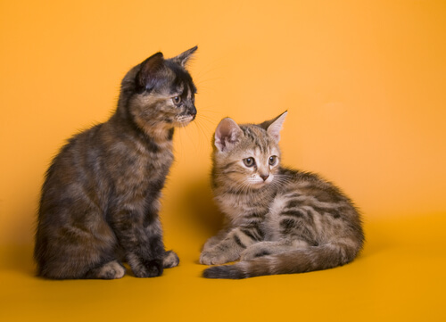 Gatti Australian mist