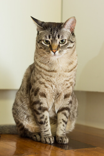 Gato Australian Mist, sociable y maullador Gato Australian Mist, sociable y maullador
