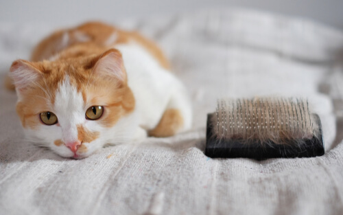Gato y las bolas de pelo
