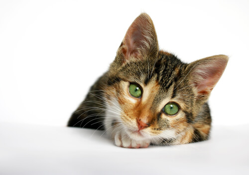 Gato con sida felino