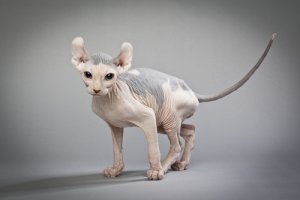 Gato Elfo, el minino calvo de orejas curvas