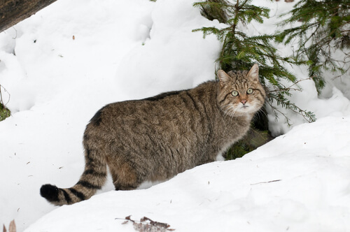 Le chat sauvage vit dans la neige.