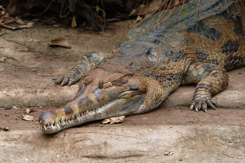 Gavial malayo